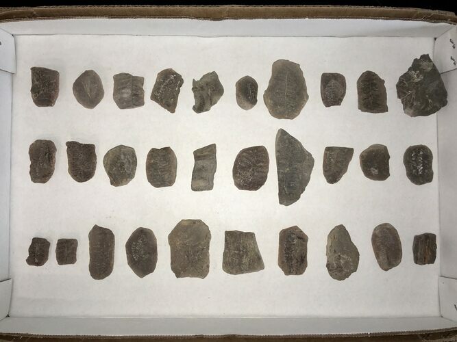 Clearance Lot: Mazon Creek Plant Fossil Nodules - Pieces #215266